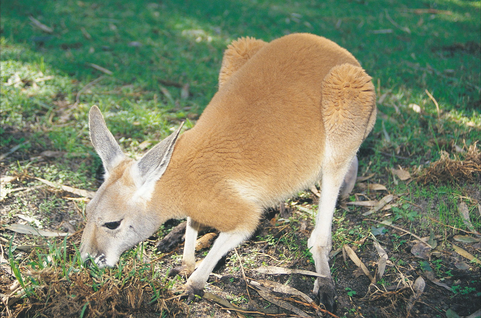 Eastern Perth And Perth Hills WA Australia Accommodation