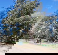 Giant Gum Tree - Australia Accommodation
