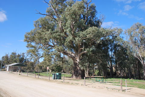 Giant Gum Tree - Australia Accommodation 0