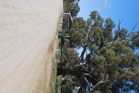 Giant Gum Tree - Australia Accommodation 1