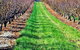 Hall Family Orchards - thumb 0