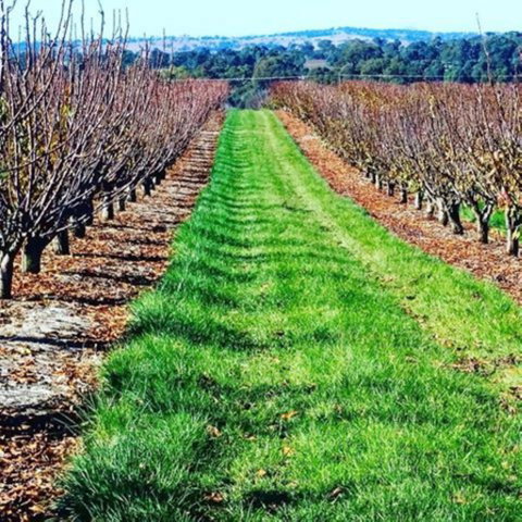 Hall Family Orchards - Australia Accommodation 0