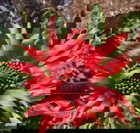 Inverawe Native Gardens - Australia Accommodation