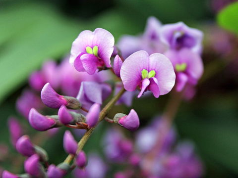 Inverawe Native Gardens - Australia Accommodation 2