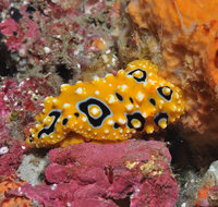 Magic Mountain Dive Site - Australia Accommodation