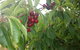 Martin's Orchard - thumb 0