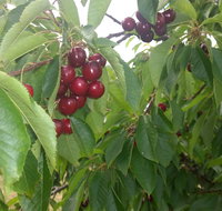 Martin's Orchard - Australia Accommodation
