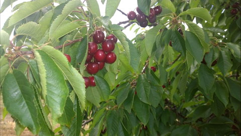 Martin's Orchard - Australia Accommodation 0