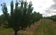 Martin's Orchard - thumb 1