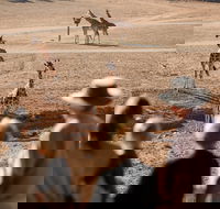 Monarto Safari Park - Australia Accommodation