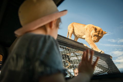 Monarto Safari Park - Australia Accommodation 2