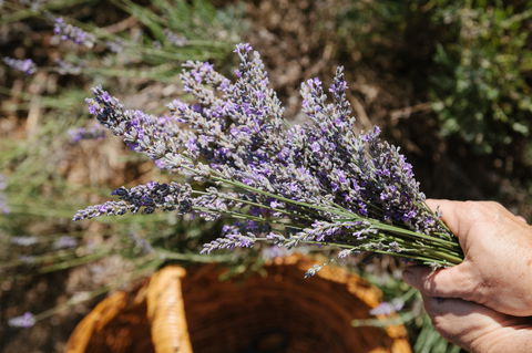 Nannup Lavender Farm - Australia Accommodation 2