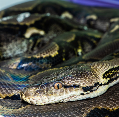 Serpentarium Wildlife Park Tasmania - Australia Accommodation 1