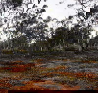 Woylie Walk Dryandra Woodland - Australia Accommodation