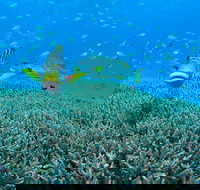 Wreck Bay Dive Site - Australia Accommodation