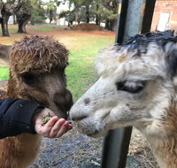 Alpaca Farm Experience at Crookwell - Australia Accommodation