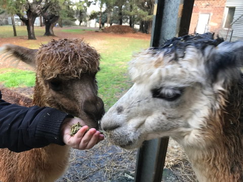 Alpaca Farm Experience At Crookwell - Australia Accommodation 0