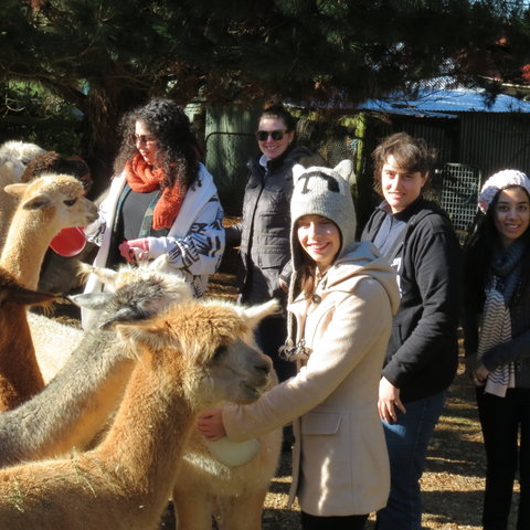 Alpaca Farm Experience At Crookwell - Australia Accommodation 2