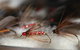Australian Fly Fishing Museum - thumb 0