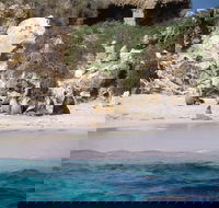 Australian Sea Lions - Australia Accommodation
