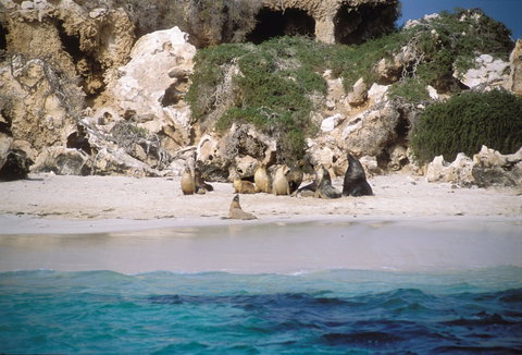 Australian Sea Lions - Australia Accommodation 0
