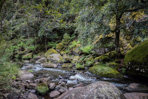 Barrington Tops State Forest - Australia Accommodation 1