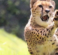 Billabong Zoo Koala and Wildlife Park - Australia Accommodation