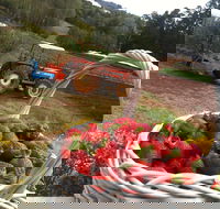 Blue Hills Berries and Cherries - Australia Accommodation