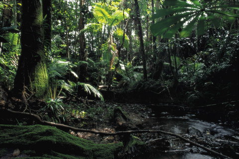Cape Tribulation, Daintree National Park - Australia Accommodation 2