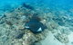 Child Island Dive Site - thumb 0