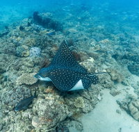 Child Island Dive Site - Australia Accommodation