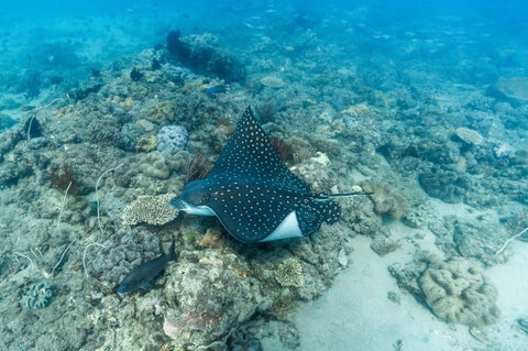 Child Island Dive Site - Australia Accommodation 0
