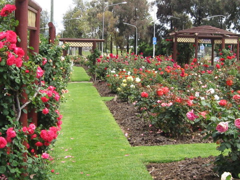 Cowra Rose Garden - Australia Accommodation 0