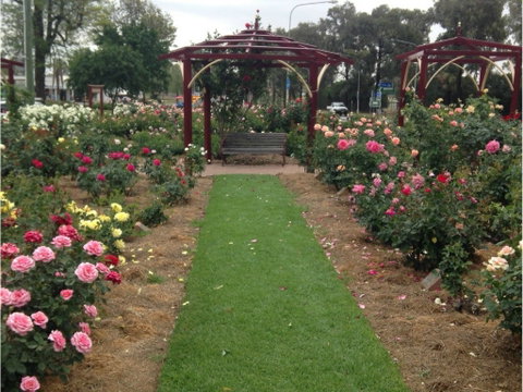 Cowra Rose Garden - Australia Accommodation 1