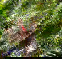 Depot Beach Rainforest Walk - Australia Accommodation
