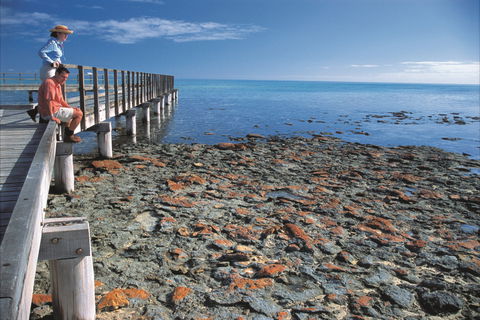 Hamelin Pool Stromatolites - Australia Accommodation 0