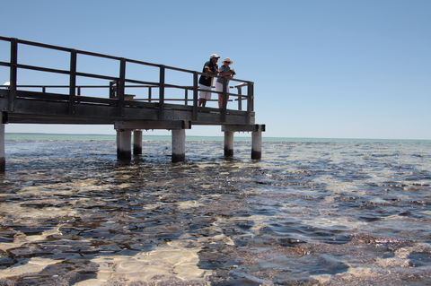 Hamelin Pool Stromatolites - Australia Accommodation 1