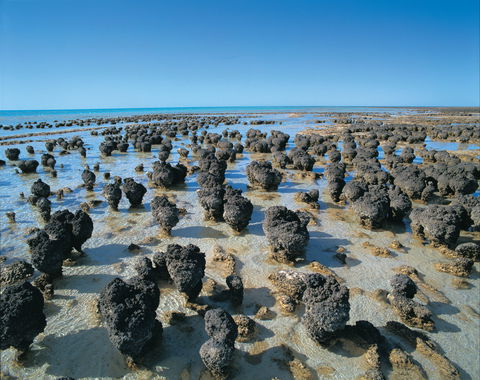 Hamelin Pool Stromatolites - Australia Accommodation 2