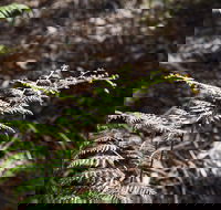 Langwarrin Flora and Fauna Reserve Walking Trails - Australia Accommodation