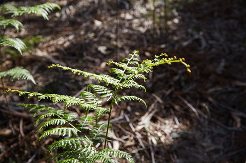 Langwarrin Flora And Fauna Reserve Walking Trails - Australia Accommodation 0