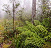 Link Trail - Gloucester Tops to Careys Peak - Australia Accommodation