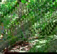 Mary Cairncross Scenic Reserve - Australia Accommodation