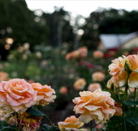 Newtown Park State Rose Garden - Australia Accommodation