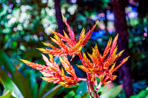 Queens Gardens - Australia Accommodation 2