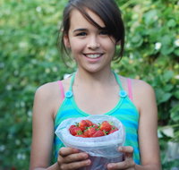 Ricardoes Tomatoes and Strawberries Farm Port Macquarie - Australia Accommodation
