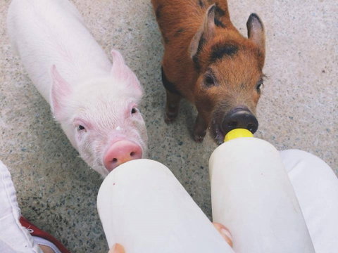 Swan Valley Cuddly Animal Farm - Australia Accommodation 0