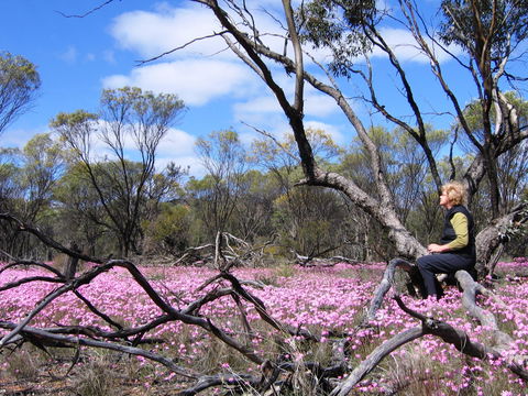 Talgomine Reserve - Australia Accommodation 1