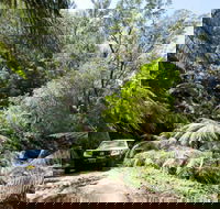 Wadbilliga Road drive - Australia Accommodation
