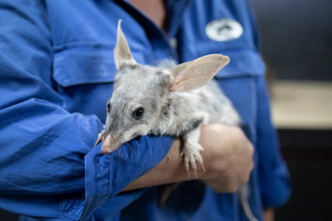 9 Day Outback Adventure - Australia Accommodation 0