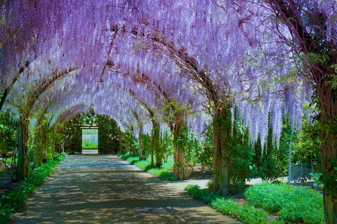Alowyn Gardens And Nursery - Australia Accommodation 0